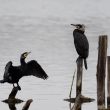 Grands Cormorans