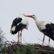 Couple de Cigognes blanches