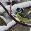 Mésange dans le froid