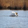 Cygne tuberculé