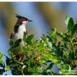 Bulbul orphée