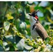 Bulbul orphée