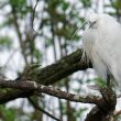 Aigrette au dortoir