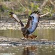 Une Buse variable capture une carpe dans le Gard (France)