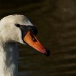 Cygne tuberculé