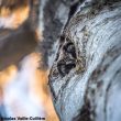 La Chouette de Tengmalm, la hulotte, la filière bois-énergie et l’Épicéa bleu