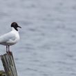 Mouette rieuse