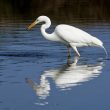 Grande Aigrette et menu fretin