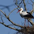 Cigogne blanche sur son nid