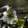 Fauvette à tête noire mâle dans un cerisier en fleurs