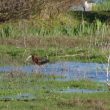 Ibis falcinelle