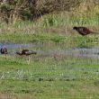 Ibis falcinelles et Faisan de Colchide