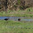 Ibis falcinelles