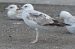 Goéland pontique | Larus cachinnans | Caspian Gull