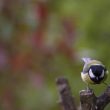 Mésange  charbonnière