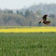 Busard des roseaux en chasse au dessus d’un champ de  blé