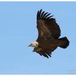 Vautour fauve depuis le rocher du Caire