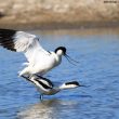 Avocettes élégantes