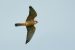 Faucon kobez | Falco vespertinus | Red-footed Falcon