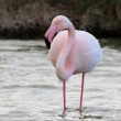 Flamant rose