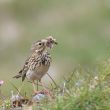 Pipit farlouse