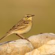 Pipit rousseline