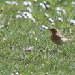 Pipit à gorge rousse