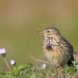 Pipit farlouse