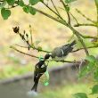 Nourrissage d’un oisillon de Mésange charbonnière