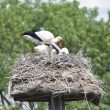 Cigogne qui nourrit ses petits