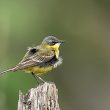 Bergeronnette printanière avec du vent dans les plumes