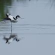 Avocette élégante, la bien-nommée