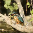 Martin-pêcheur d’Europe ayant capturé une grenouille