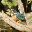 Martin-pêcheur d’Europe ayant capturé une grenouille