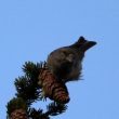 Bec-croisé des sapins