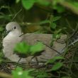 Une Tourterelle turque vole le nid d’un Merle d’Amérique