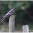 L’oiseau mystérieux de notre refuge LPO