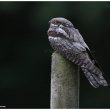 L’oiseau mystérieux du refuge LPO