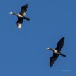 Grands Cormorans en vol au-dessus de la Loire