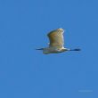 Grande Aigrette