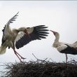 Couple de Cigognes blanches au nid