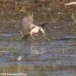 Des Moineaux domestiques capturent des demoiselles à la surface de l’eau