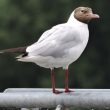 Mouette rieuse