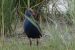 Talève sultane | Purple Gallinule | Porphyrio porphyrio