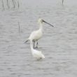 Spatule blanche et Aigrette garzette