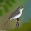 La Paruline pied-blanc existe-t-elle toujours sur l’île de Sainte-Lucie ?