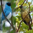 Le plumage de la Tersine hirondelle est plus ou moins coloré suivant l’oiseau qui le regarde