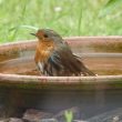 Rougegorge familier prenant un bain