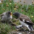 Niverolle alpine nourrissant son petit