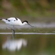 Avocette élégante